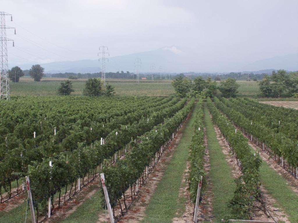 Agriturismo Colombarola Sona Exteriér fotografie